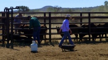 Cattle in the yards being branded and tagged